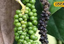 किसी वरदान से कम नहीं है ये काली चीज, फायदों की लिस्ट पढ़कर रह जाएंगे दंग – Bharat.one हिंदी