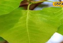 बड़े काम का है यह पेड़, चमत्कारी फायदे जान चौंक जाएंगे आप, दूर होती है ये बीमारियां – Bharat.one हिंदी