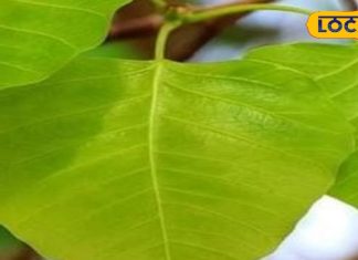 बड़े काम का है यह पेड़, चमत्कारी फायदे जान चौंक जाएंगे आप, दूर होती है ये बीमारियां – Bharat.one हिंदी