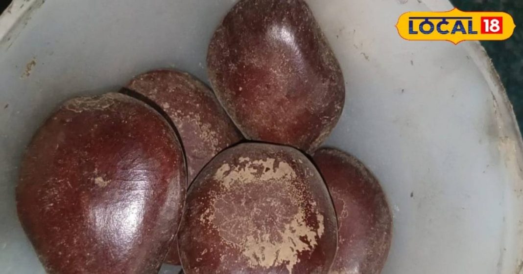 देखने में लाल पत्थर लेकिन दर्जनों बीमारियों का काल है ये बीज!, जानें उपयोग का सही तरीका