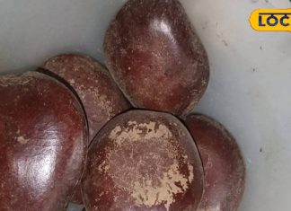 देखने में लाल पत्थर लेकिन दर्जनों बीमारियों का काल है ये बीज!, जानें उपयोग का सही तरीका