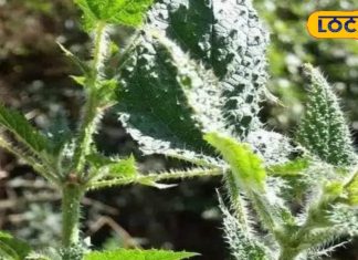 पहाड़ी क्षेत्र और मैदानों में उगती है यह औषधि, शरीर के अंदर जमी गंदगी को निकालती है बाहर – Bharat.one हिंदी