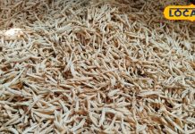 सफेद मूसली में होते हैं कमाल के औषधीय गुण, जानें सेवन का सही तरीका – Bharat.one हिंदी