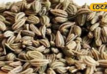 इस तरह करें अजवाइन का उपयोग, किडनी को साफ रखकर इंफेक्शन करता है दूर – Bharat.one हिंदी