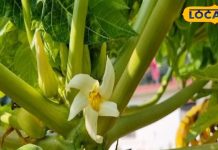 पपीते का फल ही नहीं…इसका फूल भी है उपयोगी, इन 4 बीमारियों का है दुश्मन! – Bharat.one हिंदी