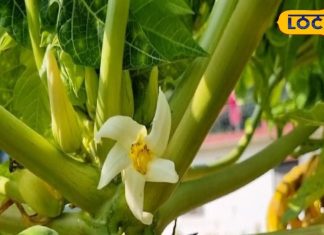 पपीते का फल ही नहीं…इसका फूल भी है उपयोगी, इन 4 बीमारियों का है दुश्मन! – Bharat.one हिंदी