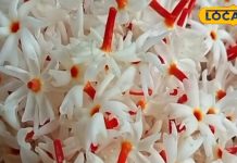 बेहद चमत्कारी है हरसिंगार का पौधा, इसके यूज से दूर हो जाएंगी कई बीमारियां, ऐसे करें सेवन – Bharat.one हिंदी