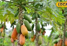 पोषक तत्वों का खजाना है पपीता, रोज खाने से पहले इन बातों का रखें ध्यान, वरना हो सकता है नुकसान – Bharat.one हिंदी