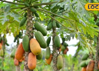 पोषक तत्वों का खजाना है पपीता, रोज खाने से पहले इन बातों का रखें ध्यान, वरना हो सकता है नुकसान – Bharat.one हिंदी