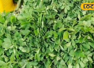 मेथी दाना नहीं बल्कि उसका साग भी है सुपरफूड, बालों के लिए भी बहुत फायदेमंद