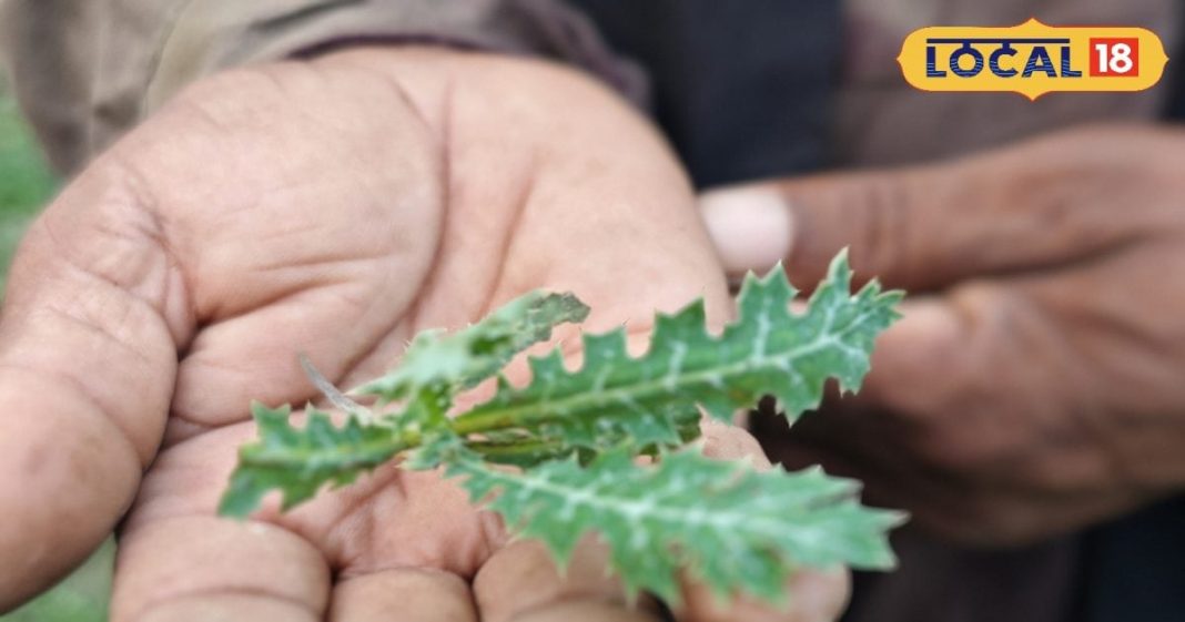नाम पर मत जाइए, पुरुषों के लिए वरदान है सत्यानाशी; बस जान लें सेवन का सही तरीका – Bharat.one हिंदी