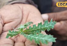 नाम पर मत जाइए, पुरुषों के लिए वरदान है सत्यानाशी; बस जान लें सेवन का सही तरीका – Bharat.one हिंदी