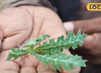 नाम पर मत जाइए, पुरुषों के लिए वरदान है सत्यानाशी; बस जान लें सेवन का सही तरीका – Bharat.one हिंदी