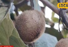 benefits of kiwi fruit for immunity and skin sa – Bharat.one हिंदी