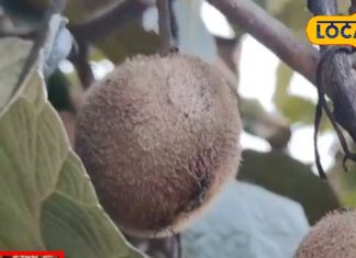 benefits of kiwi fruit for immunity and skin sa – Bharat.one हिंदी