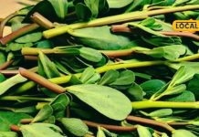 health medicinal benefits of noniya portulaca oleacea plant nutrition uses sa – Bharat.one हिंदी