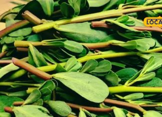 health medicinal benefits of noniya portulaca oleacea plant nutrition uses sa – Bharat.one हिंदी