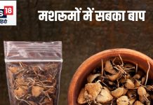 शाकाहारी लोगों के लिए वेजिटेरियन मटन है यह खास मशरूम, इस जादुई सब्जी में नशे की लत को छुड़ाने की ताकत!