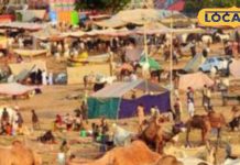 Pushkar fair start from November 2 Brahma loss of Chaturdashi date religious bathing will take place for four