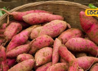 जानें, कैसे शकरकंद से आप अपनी आंखों की सेहत को सुरक्षित रख सकते हैं