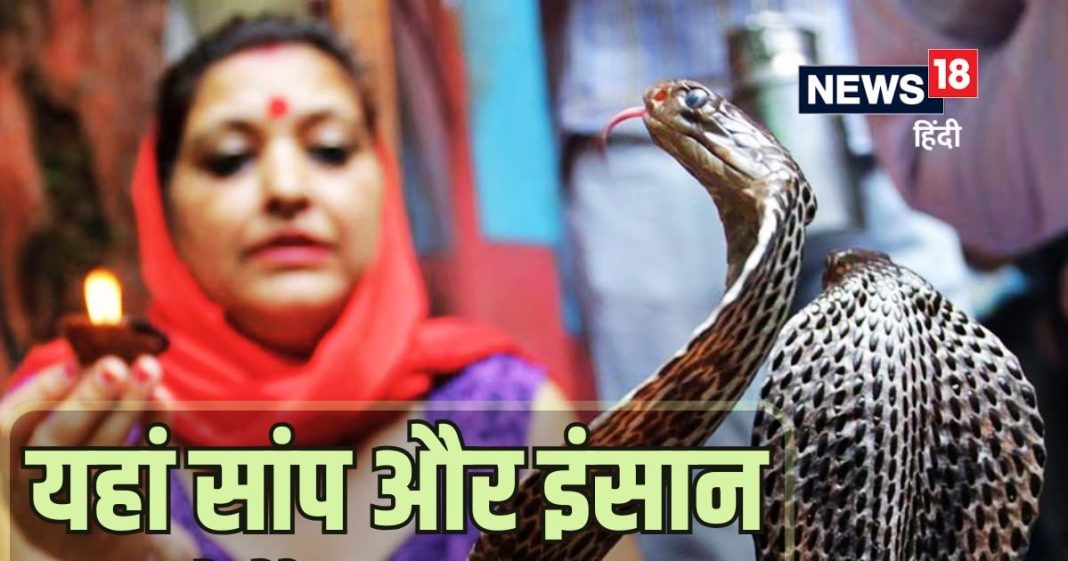 Snake Village: वो गांव जहां सांप होते हैं फैमली मैंबर! कोबरा के लिए हर घर में बनता है नाश्ता, डिनर और बिल