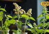 Health Tips Ayurveda Home Remedies Tulsi Giloy Benefits in Winter sa