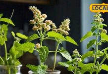 Health Tips Ayurveda Home Remedies Tulsi Giloy Benefits in Winter sa