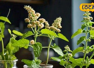 Health Tips Ayurveda Home Remedies Tulsi Giloy Benefits in Winter sa