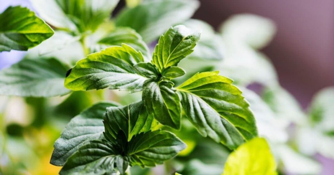 Tulsi Puja Mantra: तुलसी पूजा में करें इन मंत्रों का जाप, धन वर्षा के साथ धुल जाएंगे सभी पाप