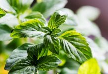 Tulsi Puja Mantra: तुलसी पूजा में करें इन मंत्रों का जाप, धन वर्षा के साथ धुल जाएंगे सभी पाप