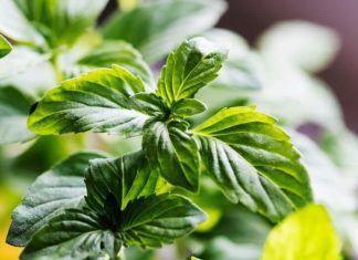 Tulsi Puja Mantra: तुलसी पूजा में करें इन मंत्रों का जाप, धन वर्षा के साथ धुल जाएंगे सभी पाप