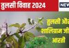 Tulsi Vivah 2024 Aarti: तुलसी विवाह समय करें माता तुलसी और भगवान शालिग्राम की आरती, पूरी होंगी मनोकामनाएं!