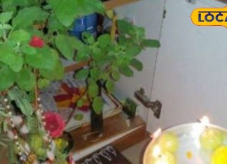 Tulsi Vivah 2024: विवाह में हो रही है देरी…तो इस दिन करें यह उपाय, मिलेगा मनचाहा जीवनसाथी