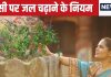 Tulsi Niyam: तुलसी की करते हैं पूजा? तो जल देते समय भूलकर भी न करें ये 5 काम, वरना…नाराज हो सकतीं धन की देवी