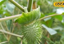 भगवान शिव को पसंद आता है धतूरा, तांत्रिक क्रिया में भी होता इस्तेमाल – Bharat.one हिंदी