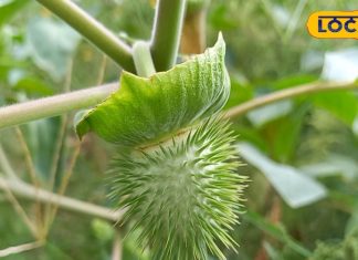भगवान शिव को पसंद आता है धतूरा, तांत्रिक क्रिया में भी होता इस्तेमाल – Bharat.one हिंदी
