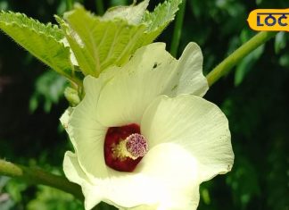 जंगली भिंडी खाने में होती है स्वादिष्ट, मार्केट में काफी डिमांड; जल्दी नहीं मिलता इसका बीज – Bharat.one हिंदी