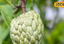 सर्दी से पहले खाना शुरू कर दें ये फल, दिल को बना देगा बलवान; जानें फायदे