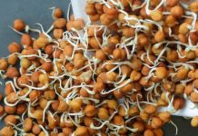 रातभर भीगा या पानी में उबला, कौन सा चना सेहत के लिए है ज्यादा फायदेमंद, जान लें