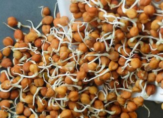 रातभर भीगा या पानी में उबला, कौन सा चना सेहत के लिए है ज्यादा फायदेमंद, जान लें