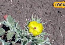 नाक-कान से आता है खून? तो सुबह दूध में मिलाकर पी लें इस पत्ते का रस