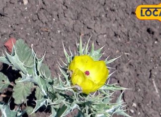 नाक-कान से आता है खून? तो सुबह दूध में मिलाकर पी लें इस पत्ते का रस