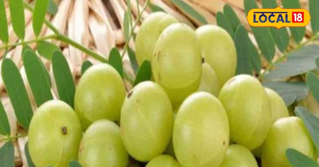 Benefits of Amla makes bones strong Panacea for hair skin heart kidney treatment – Bharat.one हिंदी