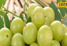 Benefits of Amla makes bones strong Panacea for hair skin heart kidney treatment – Bharat.one हिंदी