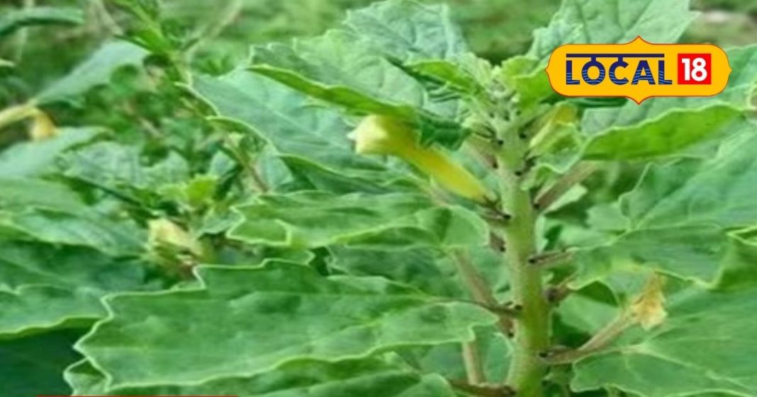 elephant Yanai nerunjil juice benefits for kidney stone sa