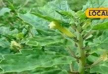 elephant Yanai nerunjil juice benefits for kidney stone sa