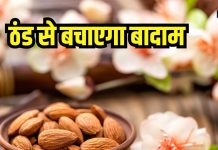 ठंड में बार-बार होते हैं बीमार, इस नट्स में है आपको फिट रखने का जादू, रोजाना खाने से तन-मन रहेगा शांत