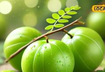 आंवले के फायदे तो सुनें होंगे, लेकिन ये नुकसान भी बहुत करता है, जानिए कैसे