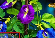 aparajita flower blue tea benefits weight loss metabolism boost sa – Bharat.one हिंदी