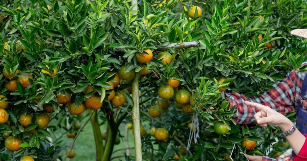 सर्दियों के लिए राम बाण है ये फल, स्किन तो चमकाएगा ही साथ ही प्रदूषण से भी बचाएगा!